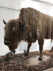 Ausgestopfter Bison im Landesmuseum Natur und Mensch, Foto: Lisa Landwehr, Oldenburgische Landschaft