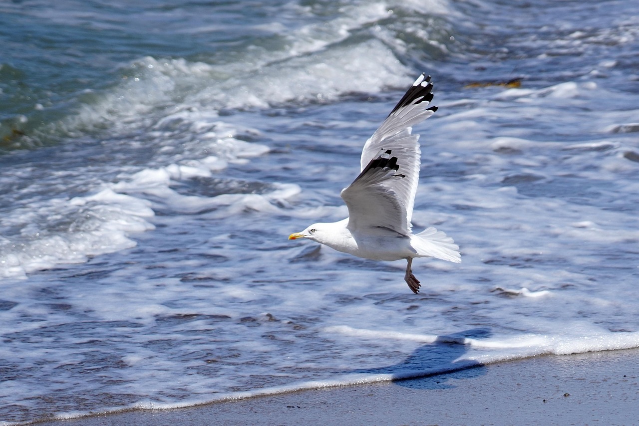 Bild einer fliegenden Möwe über Meereswellen. Foto: makabera/Pixabay