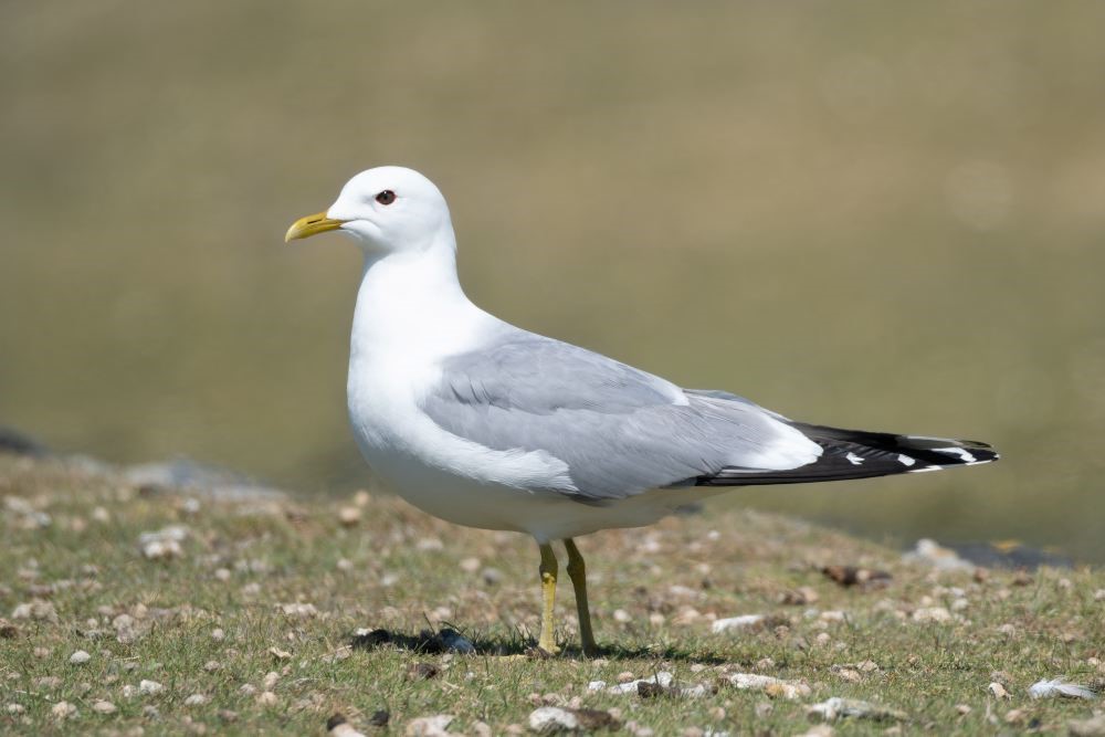 Sturmmöve, Foto Frank Winkelmann